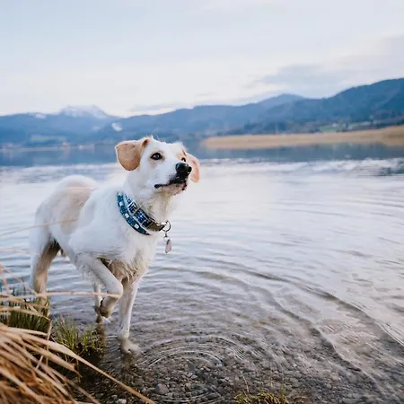 Schnitzers Dahoam - Hundefreundlich Bad Wiessee