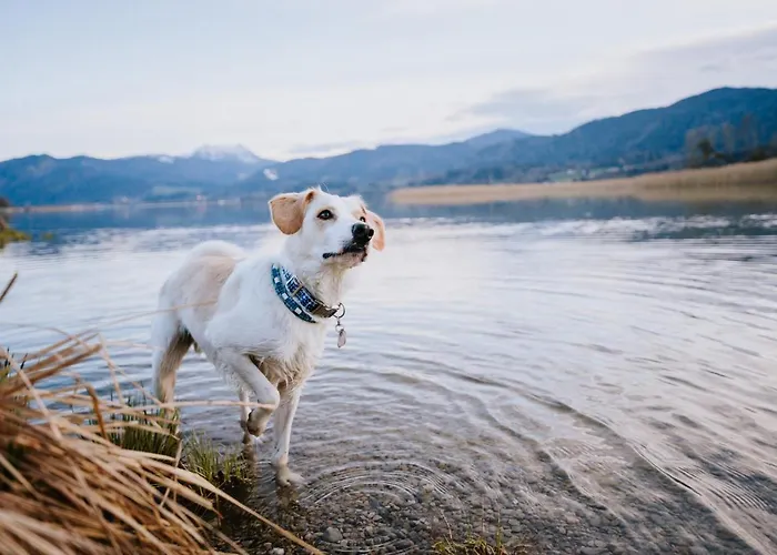 Schnitzers Dahoam - Hundefreundlich Bad Wiessee